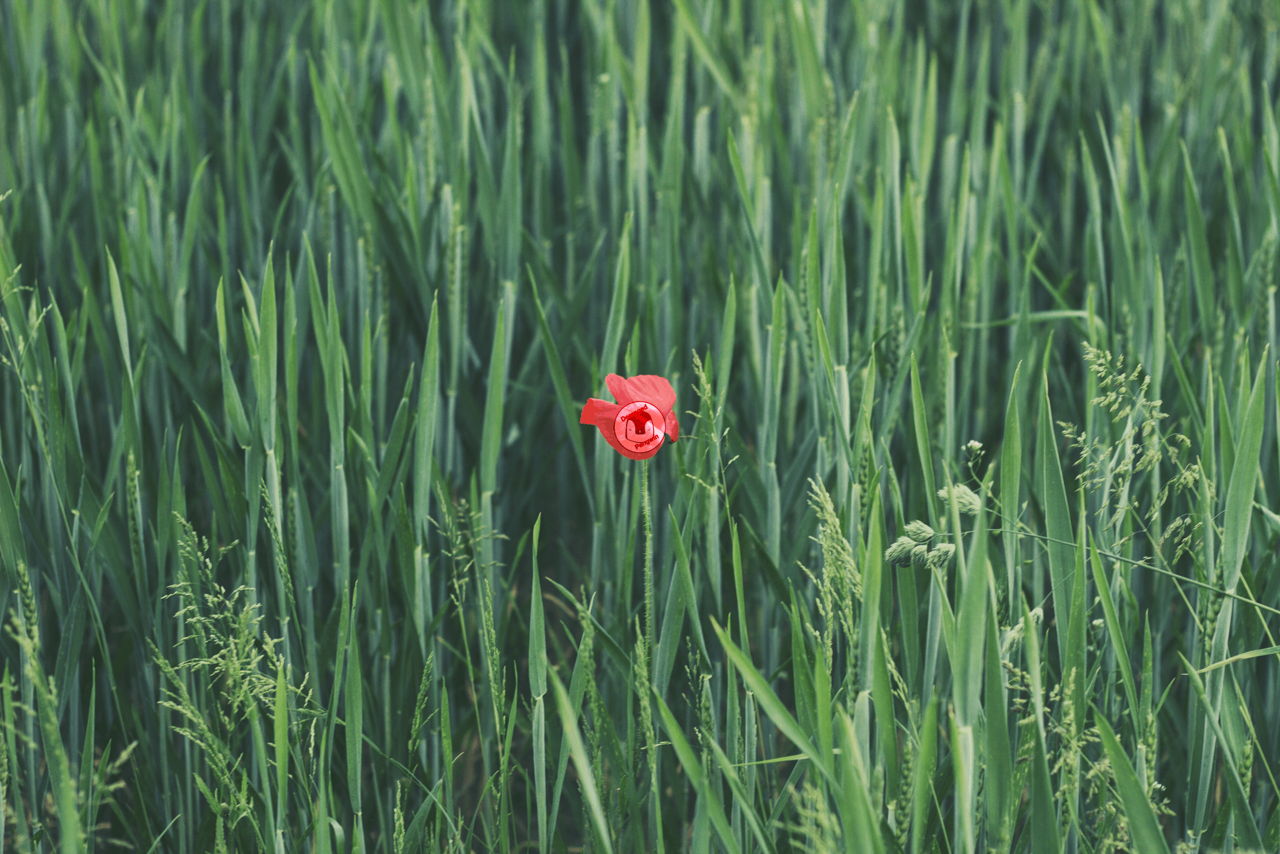 Flower in a field